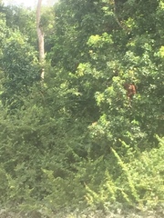 Pongo pygmaeus wurmbii