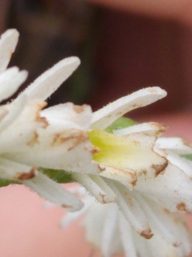 Fire Ladies' Tresses (Spiranthes igniorchis)