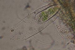 Vaginicolidae