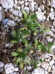 Mammillaria longimamma