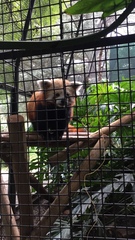Ailurus fulgens