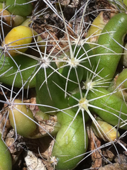 Mammillaria longimamma