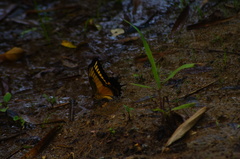 Heraclides androgeus