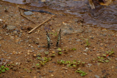 Neographium agesilaus fortis