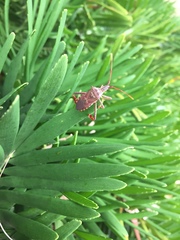 Leptoglossus clypealis