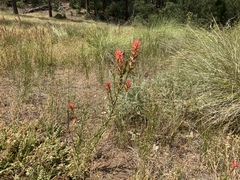 Castilleja subinclusa