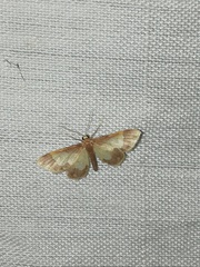 Idaea basinta