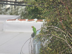 Psittacara erythrogenys