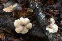 Lentinellus subaustralis