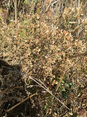 Pseudognaphalium ramosissimum