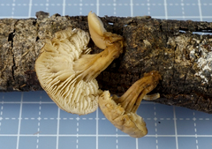 Lentinellus subaustralis