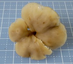 Lentinellus subaustralis