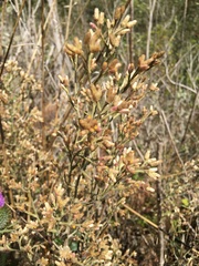 Pseudognaphalium ramosissimum