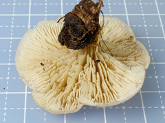 Lentinellus subaustralis