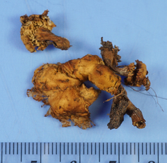 Lentinellus subaustralis