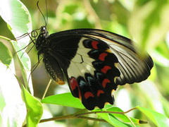 Papilio aegeus aegeus