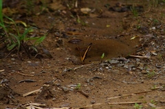 Heraclides androgeus