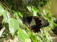 Papilio aegeus aegeus