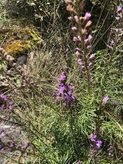 Liatris microcephala