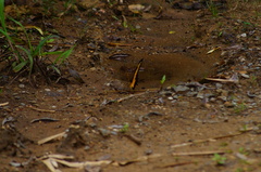 Heraclides androgeus