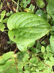 Mertensia paniculata