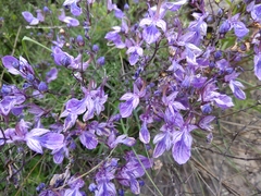 Teucrium orientale