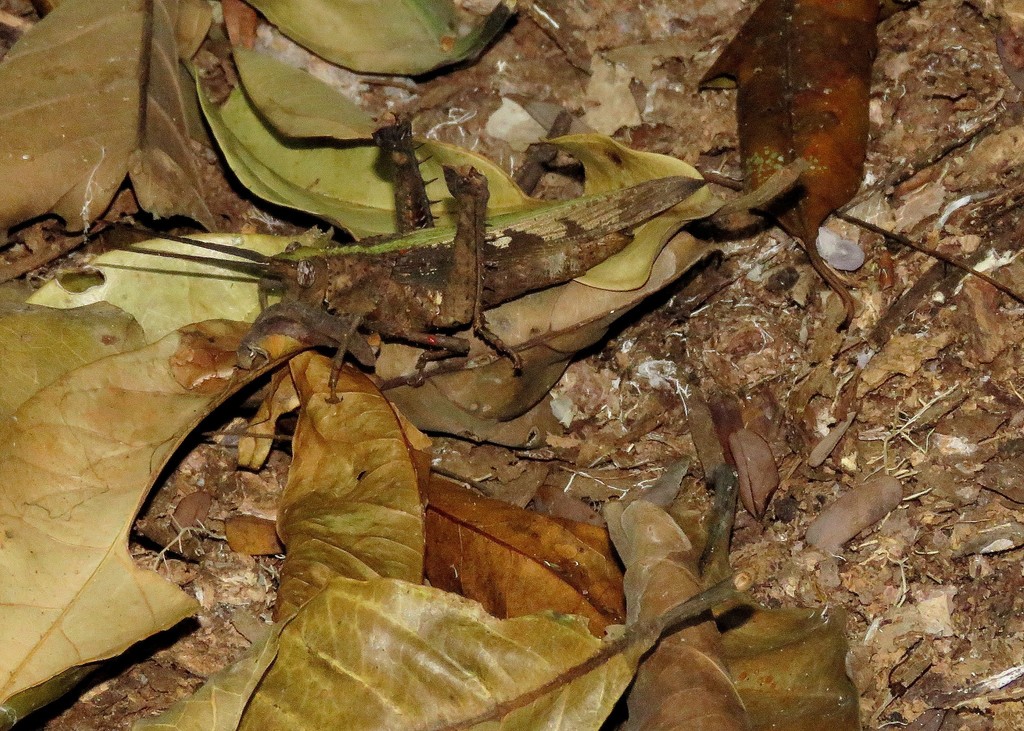 Prorhachis granulosa