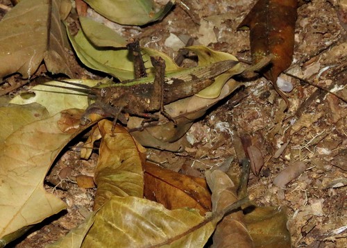 Prorhachis granulosa
