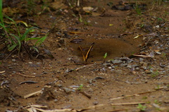 Heraclides androgeus