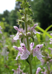 Stachys aspera