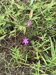 Phemeranthus mengesii