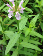 Stachys aspera