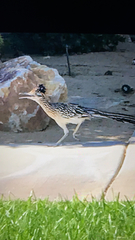 Geococcyx californianus