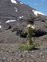 Cirsium cymosum canovirens