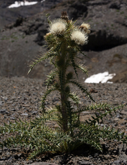 Cirsium cymosum canovirens