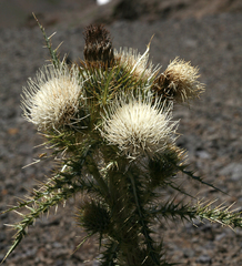 Cirsium cymosum canovirens
