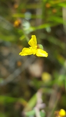 Xyris montana