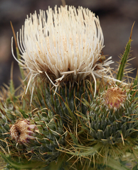 Cirsium cymosum canovirens
