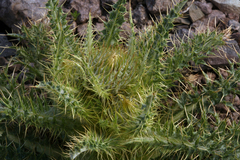 Cirsium cymosum canovirens