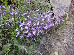 Teucrium orientale