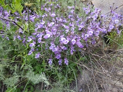 Teucrium orientale
