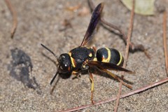 Euodynerus castigatus