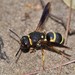 Euodynerus castigatus - Photo (c) Riley Walsh, some rights reserved (CC BY-NC), uploaded by Riley Walsh