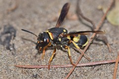 Euodynerus castigatus