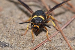 Euodynerus castigatus