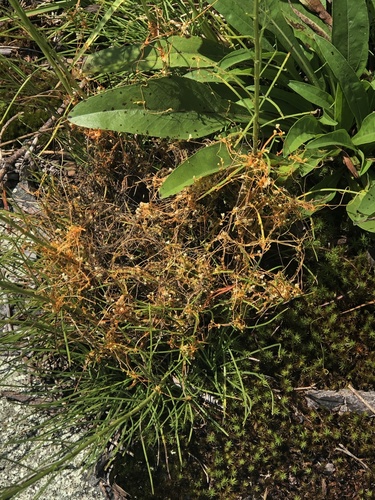 Image of Cuscuta harperi by (c) novvictan, some rights reserved (CC BY)