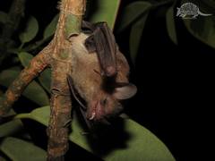 Commissaris's Long-Tongued Bat photo 4