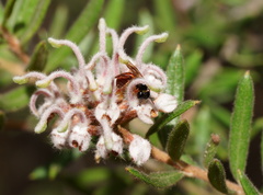 Grevillea phylicoides