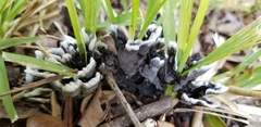 Thelephora cuticularis