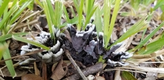 Thelephora cuticularis